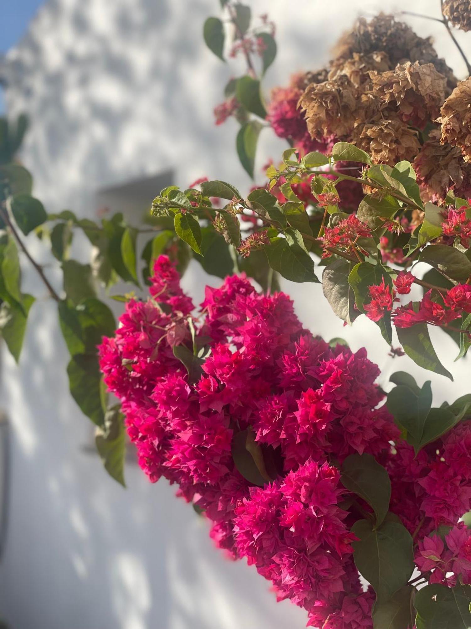 B&B Quinta A Fonte Tavira - Adults Only Екстериор снимка